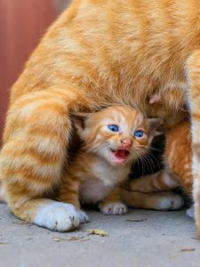 想吸猫猫，但没有猫猫，怎么办？